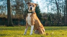 Großer Hund mit beigefarbenem Fell und weißen Abzeichen sitzt auf einer Wiese 