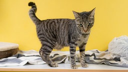 Ein getigerter Kater vor einem gelben Hintergrund 