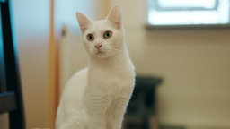 Schlanke weiße Katze sitzt aufrecht und aufmerksam im Katzenzimmer des Tierheims