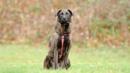 Hund mit dunkelbraunem Fell sitzt auf einer Wiese 