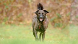 Hund mit dunkelbraunem Fell auf einer Wiese 