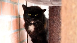 Eine schwarze Katze versteckt sich hinter einem beigen Kratzbaum