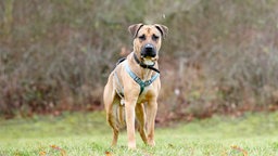 Hund mit hellbraunem Fell auf einer Wiese 