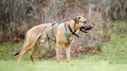 Hund mit hellbraunem Fell in seitlicher Aufnahme auf einer Wiese 