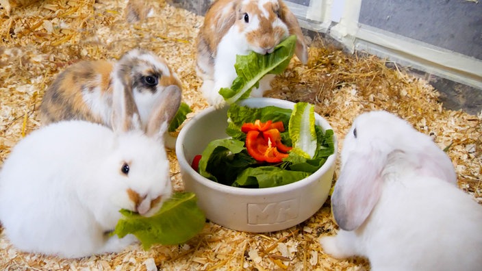 Gruppe von vier weiß-hellbraunen Kaninchen sitzt in einem Innengehege mümmelnd um eine Schüssel mit Salatblättern