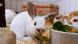 Weißes Kaninchen mit hoch aufgerichteten langen Ohren sitzt in einem Innengehege und mümmelt an einem Blatt