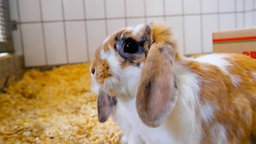 Weiß-hellbraunes Kaninchen mit Schlappohren sitzt in einem Innengehege