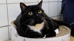 Schwarze Katze mit weißem Brustfleck liegt im Katzenzimmer auf einer Ablage