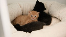 Ein rotes und zwei schwarze Kitten liegen auf einem beigefarbenen Kissen 