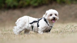 Kleiner weißer Hund mit dichtem mittellangem Fell in Nahaufnahme steht auf einer Wiese