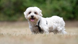 Kleiner weißer Hund mit dichtem mittellangem Fell steht auf einer Wiese und schaut in die Kamera
