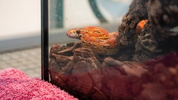 Eine orange-gelbe Kornnatter in Nahaufnahme  