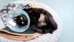 Schwarze Katze mit Kragen liegt auf einem Kissen 