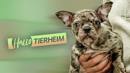 Junger Hund mit grau-schwarz geflecktem Fell wird auf den Händen einer Person getragen