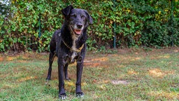 Großer schlanker Hund mit schwarzem kurzem Fell steht auf einer Wiese und schaut in Richtung Kamera