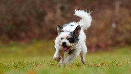 Kleiner Hund mit wuscheligem, dreifarbigem Fell auf einer Wiese 