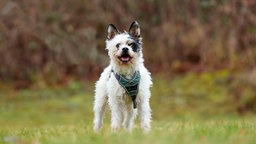 Kleiner Hund mit wuscheligem, dreifarbigem Fell auf einer Wiese 