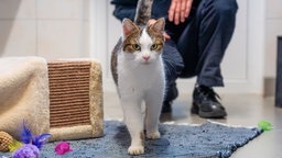 Kater mit weiß-getigertem Fell auf einem blauen Teppich 