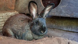 Braun getigertes Kaninchen sitzt mit aufgestellten großen Ohren in einem Gehege