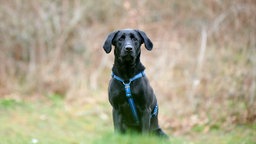 Hund mit schwarzem Fell und blauem Geschirr auf einer Wiese 