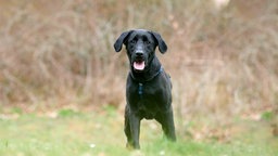 Hund mit schwarzem Fell hechelnd auf einer Wiese 