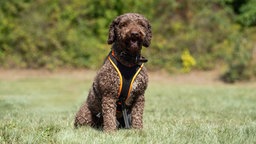 Hund mit braunem lockigem Fell sitzt auf eine Wiese 