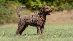 Hund mit braunem lockigem Fell steht seitlich auf einer Wiese 