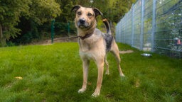 Hund mit braun-schwarzem Fell auf einer Wiese 