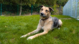 Hund mit braun-schwarzem Fell liegt auf einer Wiese 
