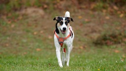 Ein dreifarbiger Hund läuft über eine Wiese