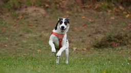 Ein kleiner dreifarbiger Hund läuft über eine Wiese