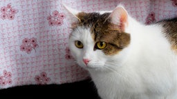 Weiße Katze mit braun getigerten Flecken in Nahaufnahme