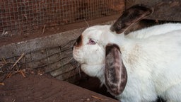 Weißes Kaninchen mit braunen Schlappohren und einer braunen Nase in einem Kaninchengehege