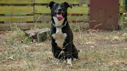Hund mit schwarz-weißem Fell hechelnd auf einer Wiese 
