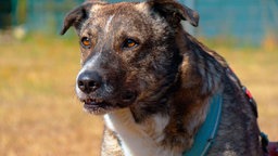 Großer Hund mit dichtem braun-grau-weißen Fell in Nahaufnahme
