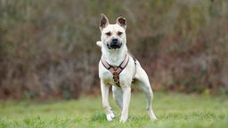 Hund mit beigefarbenem Fell auf einer Wiese 