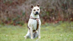 Hund mit beigefarbenem Fell auf einer Wiese 
