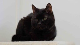 Kater mit schwarzem Fell in Nahaufnahme 