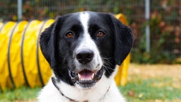 Großer Hund mit schwarz-weißem, dichtem Fell sitzt draußen auf einer Wiese und schaut direkt in die Kamera