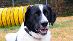 Großer Hund mit schwarz-weißem, dichtem Fell sitzt draußen auf einer Wiese und schaut direkt in die Kamera
