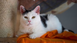 Katze mit weiß-schwarzem Fell auf einer orangefarbenen Decke 