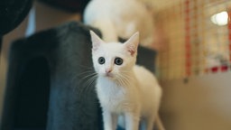 Eine kleines weißes Kätzchen steht im Katzenzimmer des Tierheims