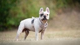 Hund mit weißem Fell und Abzeichen auf einer Wiese 