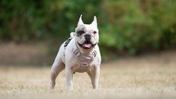 Hund mit weißem Fell und Abzeichen auf einer Wiese 