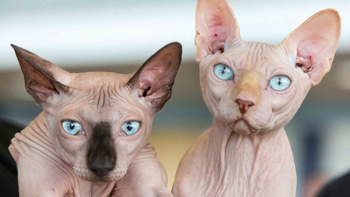Zwei Nacktkatzen mit blauen Augen in Nahaufnahme 