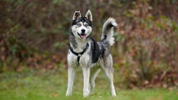 Hund mit wildfarbenem Fell und eisblauen Augen steht hechelnd auf einer Wiese 