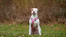 Hund mit weißem Fell und braunen Abzeichen auf einer Wiese 
