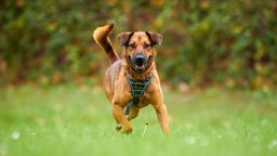 Hund mit braunem Fell läuft über eine Wiese 