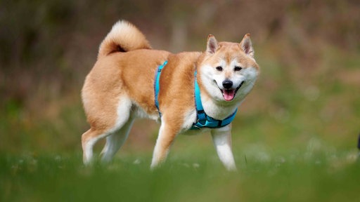 Hund mit rot-weißem Fell hechelnd auf einer Wiese 