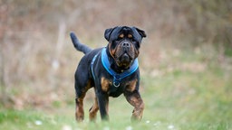 Hund mit schwarzem Fell und braunen Abzeichen auf einer Wiese 